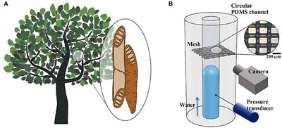 Hydrodynamic Study on the “Stop-and-Acceleration” Pattern of Refilling Flow at Perforation Plates by Using a Xylem-Inspired Channel